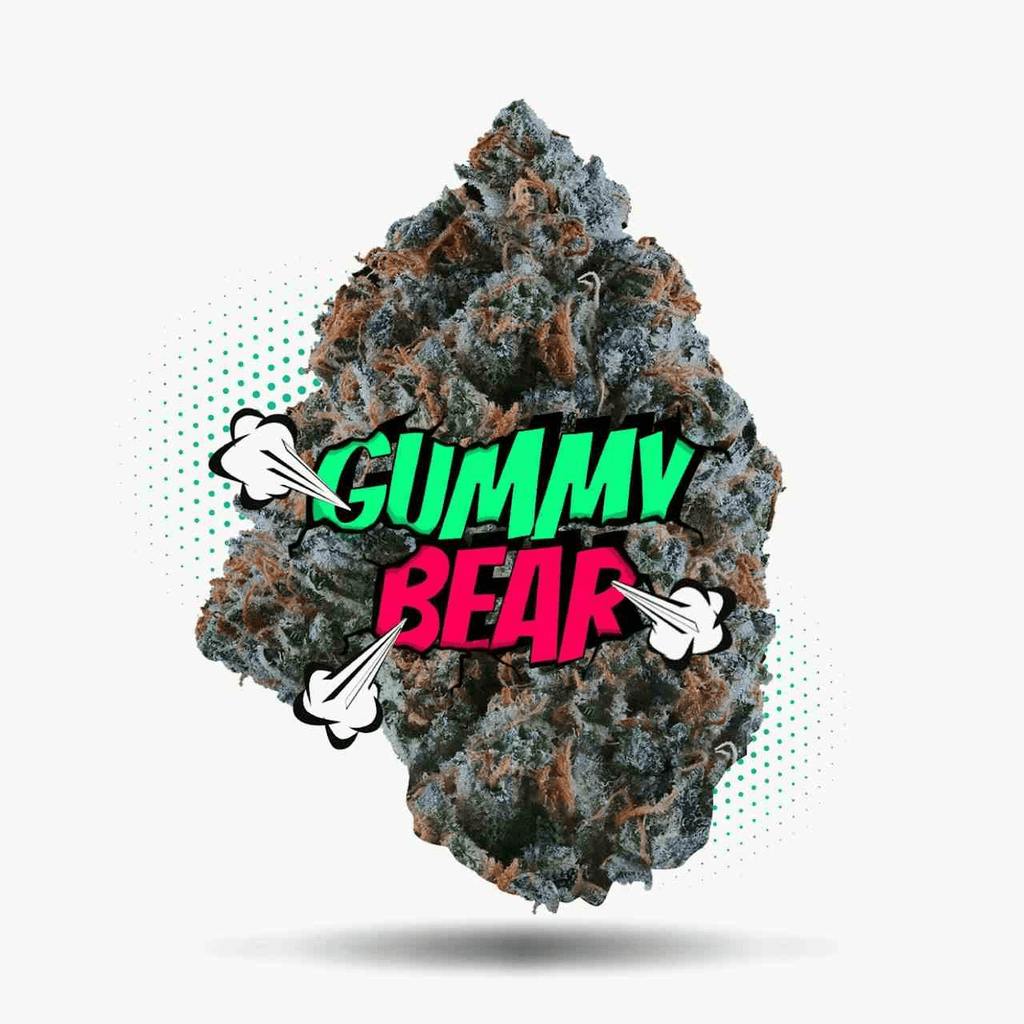 Gummy Bear - Topshelf Indoor - New Drop - Hybrid