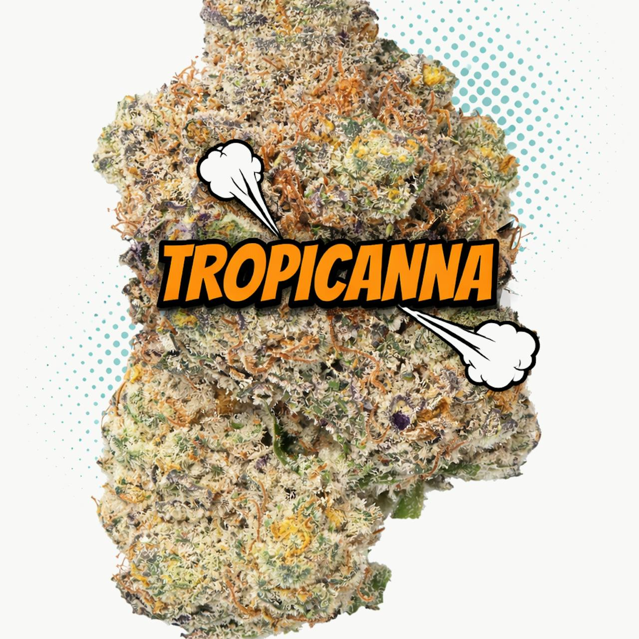 TROPICANNA INDOOR TOPSHELF - SATIVA
