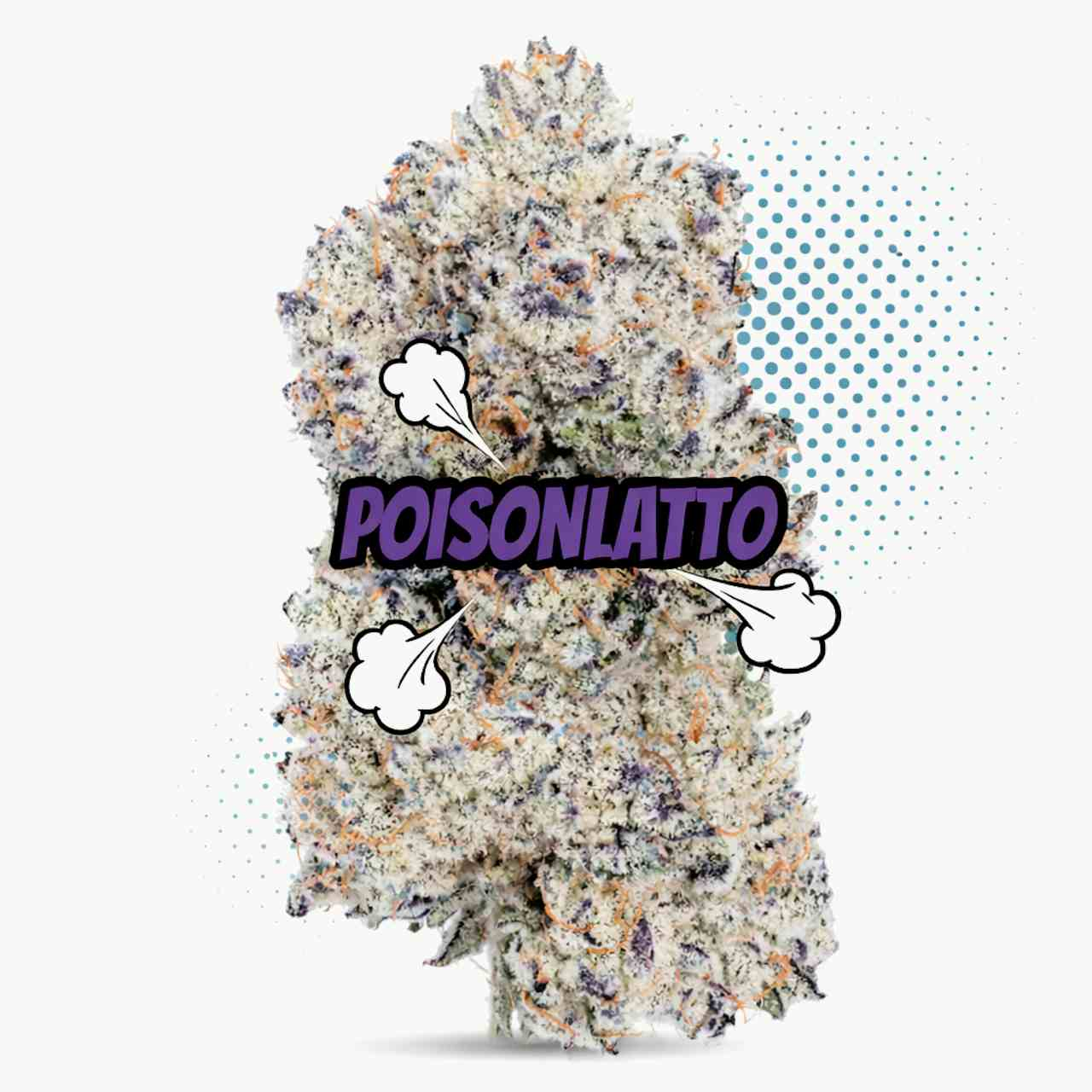 Poisonlattos Top Shelf Indoor - Hybrid
